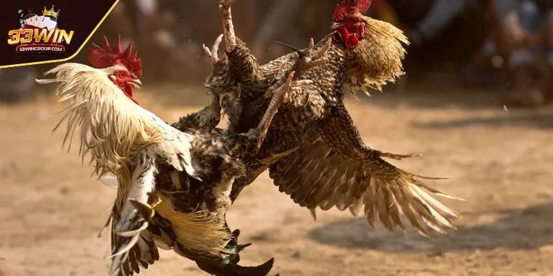Mẹo chơi đá gà hiệu quả